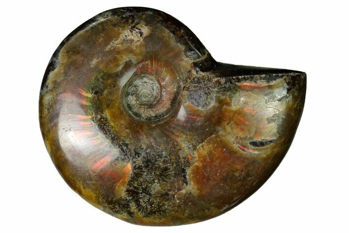 Red Flash Ammonite Fossil - Madagascar #151625
